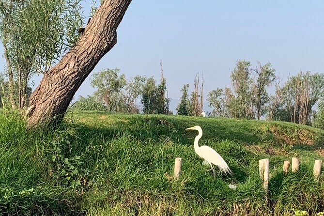 Kayak tour in Xochimilco - The Sum Up