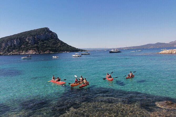 Kayak tour with aperitif and dolphins - The Reviews: Authentic Praise and Insights
