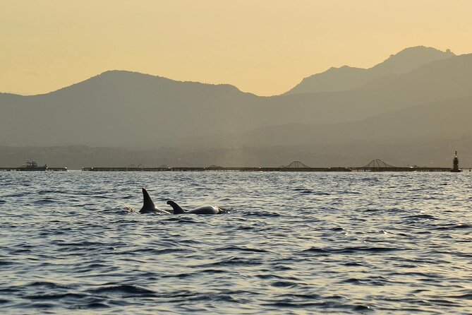 Kayak Tour With Aperitif and Dolphins - Wildlife Spotting