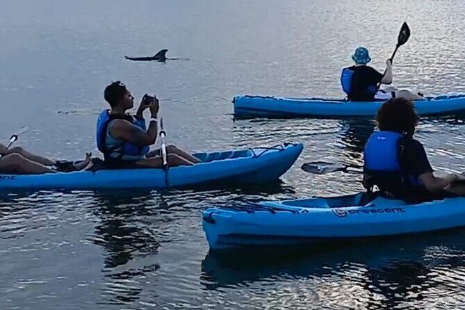 Kayak Tours and Rentals. Dolphins, Manatees, and Bioluminescence! - Value for Money