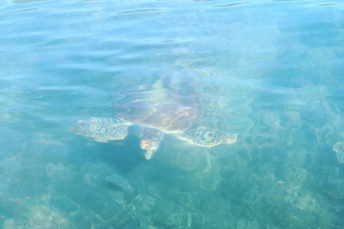Kayak Turtle Tour From Palm Cove - Pricing and Cancellation Policy