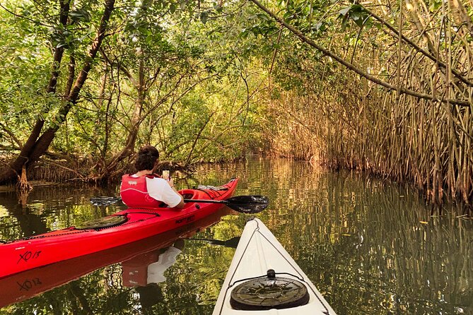 Kayaking in Mangrove Forest of Paravur Backwaters Near Varkala and Kollam - Meeting Point and Logistics