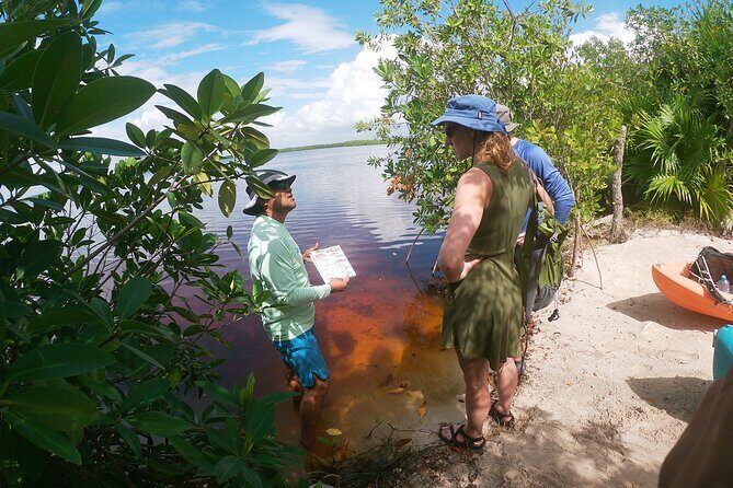 Kayaking in the Mangroves Experience - The Journey into the Mangroves