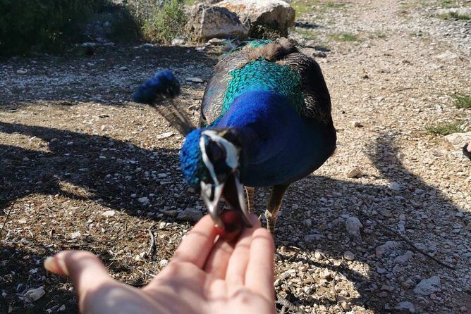 Kayaking to Island Saint Jerolim with snorkeling activitie - The Sum Up