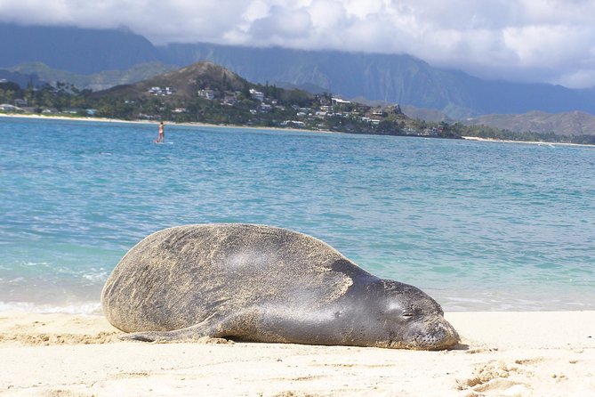 Kayaking Tour of Kailua Bay With Lunch, Oahu - Frequently Asked Questions
