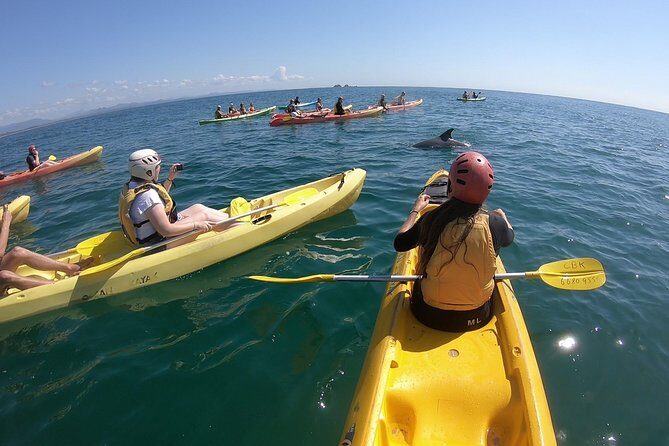 Kayaking with Dolphins in Byron Bay Guided Tour - Key Points: