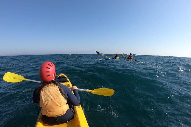 Kayaking with Dolphins in Byron Bay Guided Tour - Practical Tips for Your Kayaking Adventure