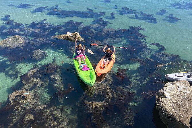 Kayaking With Sea Lions in a Calm Beautiful Harbor - Tips for a Successful Kayaking Trip