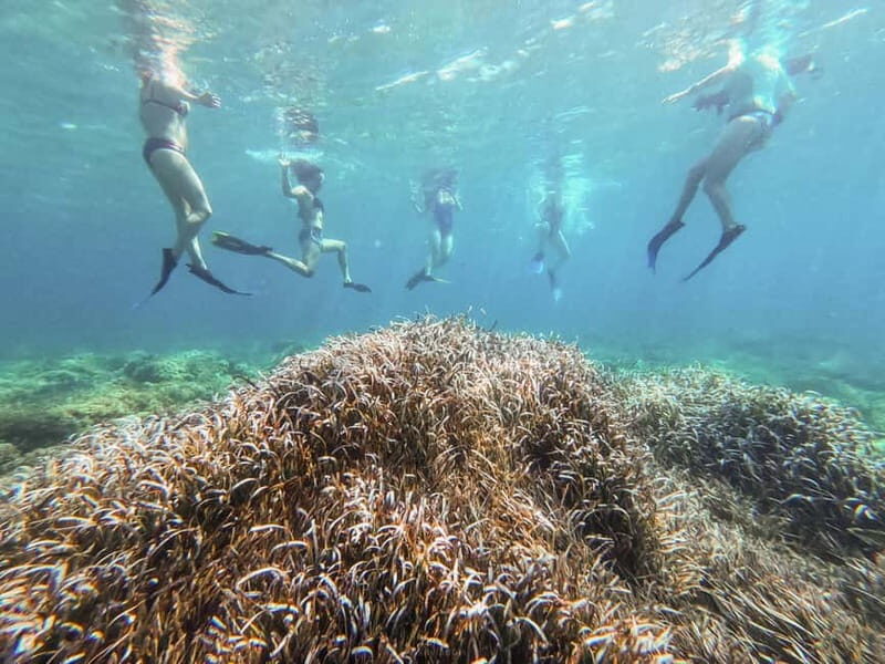 Kayak&Snorkel Tour - The Secret of the Posidonia - Key Points