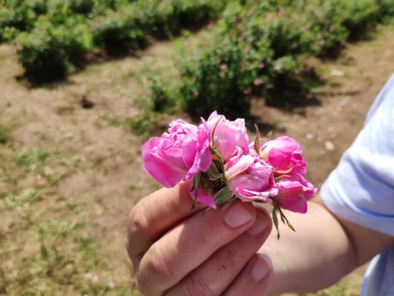 Kazanlak: Rose Festival 2025 VIP Access - Introduction: What Makes This Tour Stand Out?