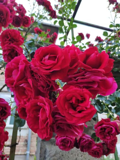 Kazanlak: Rose Festival 2025 VIP Access - Authenticity and Value