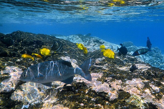 Kealakekua Bay and Captain Cook Monument Snorkel - Small-Group Experience - Health and Safety Information
