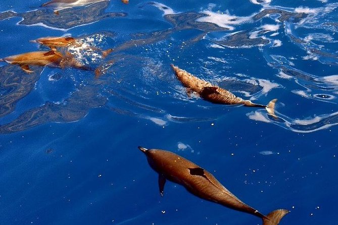 Kealakekua Snorkel and Sail Adventure - Guest Reviews