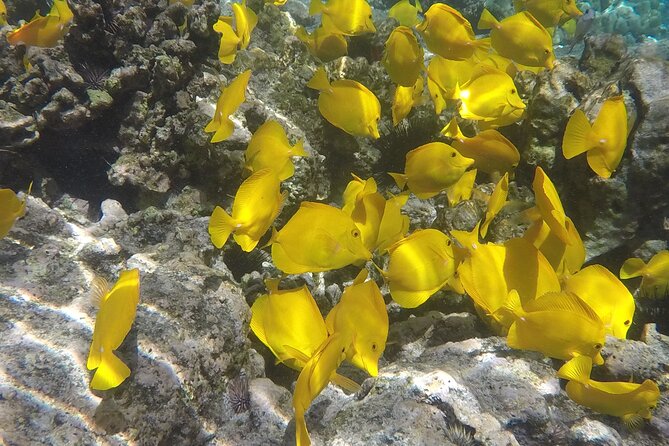 Kealakekua Snorkel and Sail Adventure - Recap