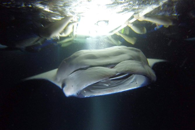 Keauhou Manta Ray Night Snorkel - Inclusions
