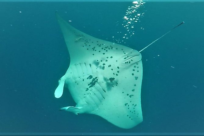 Keauhou Manta Ray Night Snorkel - Important Information