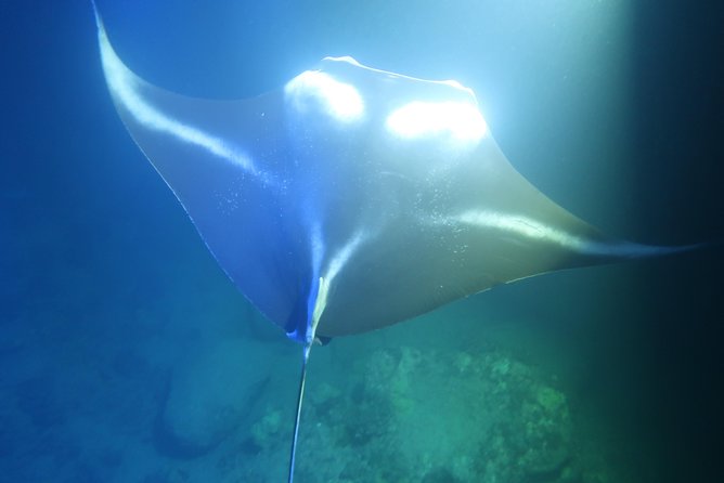 Keauhou Manta Ray Night Snorkel - Customer Reviews