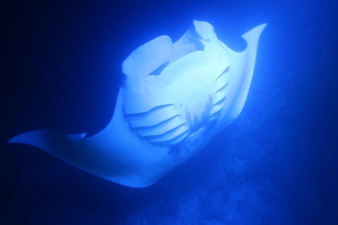 Keauhou Manta Ray Night Snorkel - Directions for Check-In