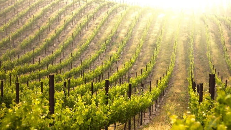 Kefalonia: Culinary and Cultural Guided Tour - Key Points