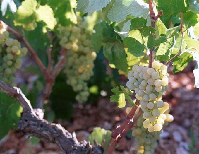 Kefalonia: Private Wine Tasting With Vineyard Tour - Customer Reviews