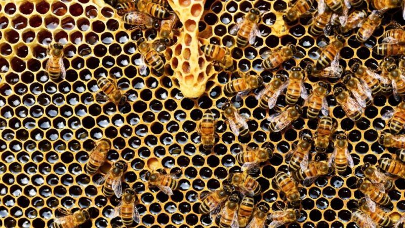 Kefalonia:Private Olive Oil, Honey & Wine Tasting Experience - Key Points