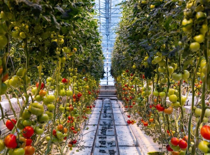 Keflavik: Golden Circle Private Tour with Airport Pickup - Fridheimar Tomato Farm: A Taste of Local Innovation