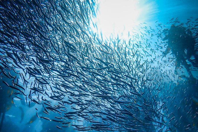 Kelp Forest Snorkeling in Cape Town - Meeting Point and Directions