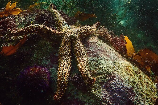 Kelp Forest Snorkeling in Cape Town - Group Size and Inclusion