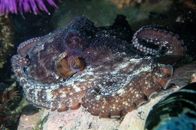 Kelp Forest Snorkeling in Cape Town - Suitability and Health Concerns