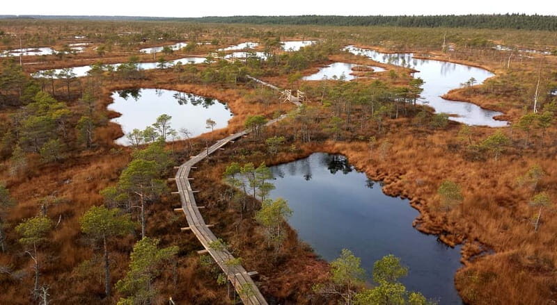 Kemeri National Park & Baltic Seaside Tour Bog Boardwalk - What Makes This Tour Stand Out?