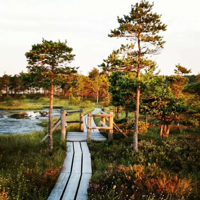 Kemeri National Park Bog Trail near Riga - A Closer Look at the Tour Experience