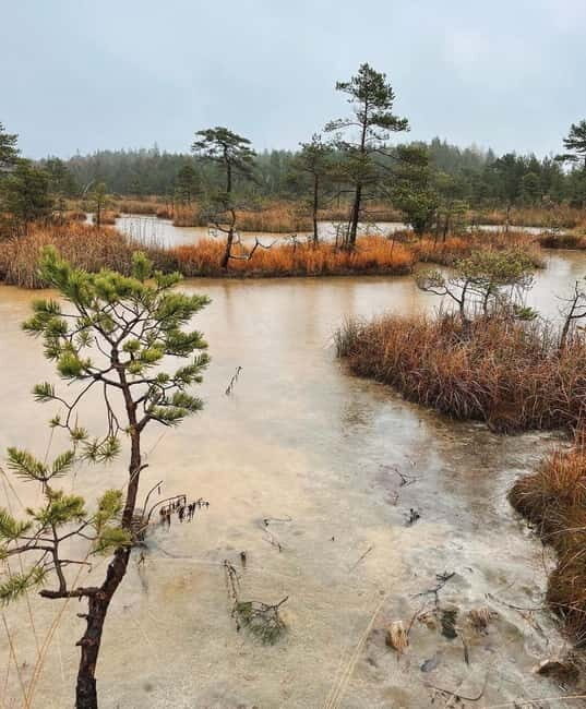 Kemeri National Park Guided Tour - Kemeri National Park Guided Tour: A Natural Escape Near Riga