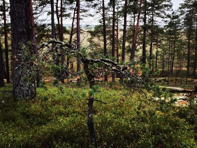 Kemeri National park Hiking trail (16 km) - FAQ