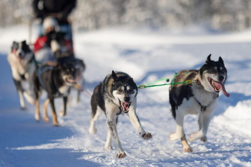 Kemi-Tornio: Husky Sled Ride with Hot Drink - A Genuine Arctic Adventure: Husky Sled Ride with Hot Drink in Lapland
