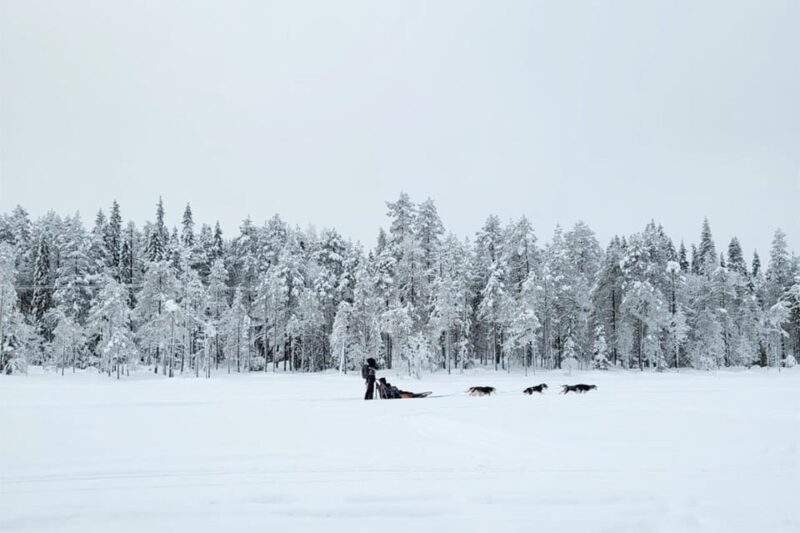 Kemi-Tornio: Husky Sled Ride with Hot Drink - Key Points