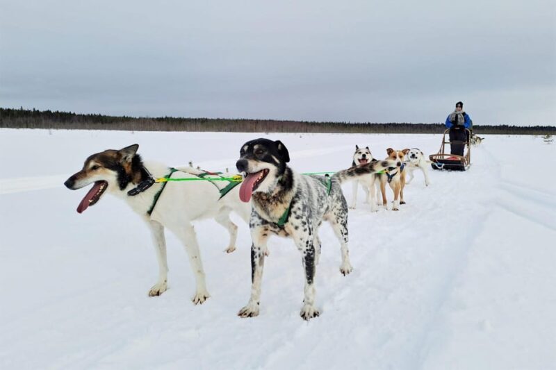 Kemi-Tornio: Husky Sled Ride with Hot Drink - The Itinerary in Detail