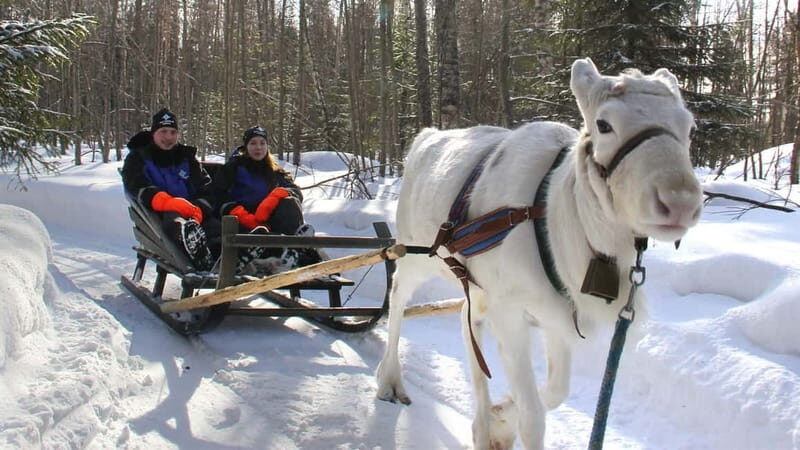 Kemi-Tornio: Reindeer farm experience - FAQs