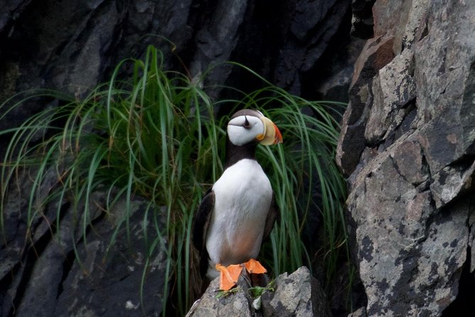 Kenai Fjords and Resurrection Bay Half-Day Wildlife Cruise - Frequently Asked Questions