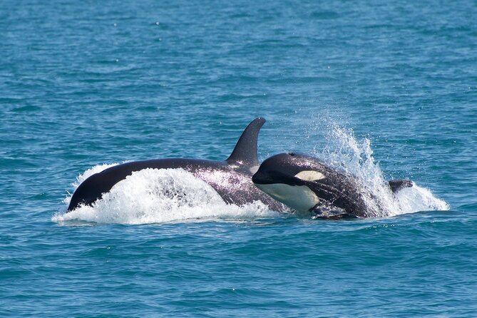 Kenai Fjords National Park Glacier & Wildlife Cruise - Meeting and Pickup Details