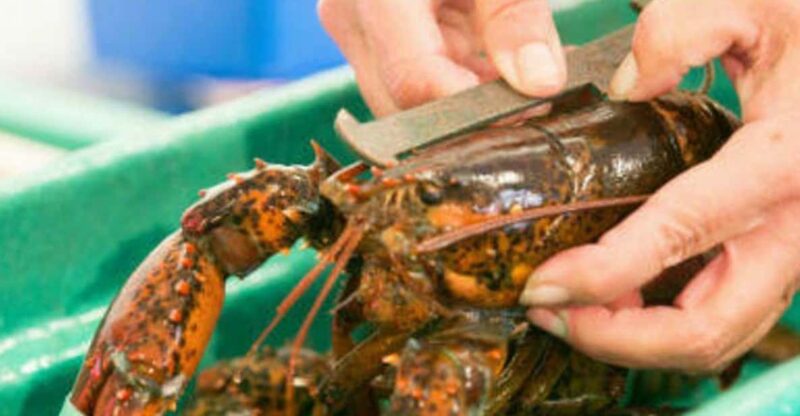 Kennebunkport, Maine: Lunchtime Culinary Walking Tour - Customer Feedback and Ratings