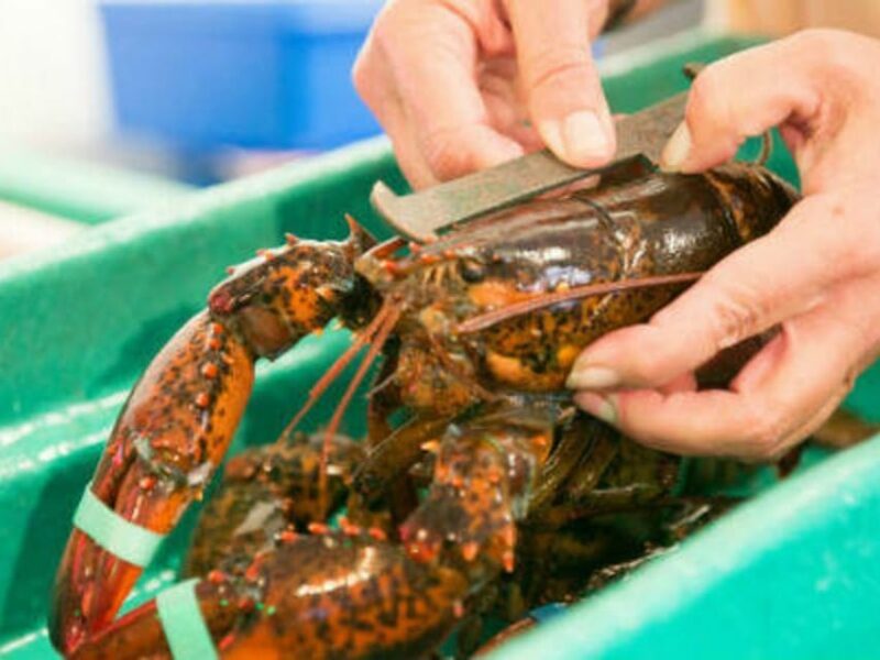 Kennebunkport, Maine: Lunchtime Culinary Walking Tour - What to Bring and Prepare