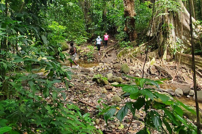 Ken's Panoramic Rainforest Tour - Key Points