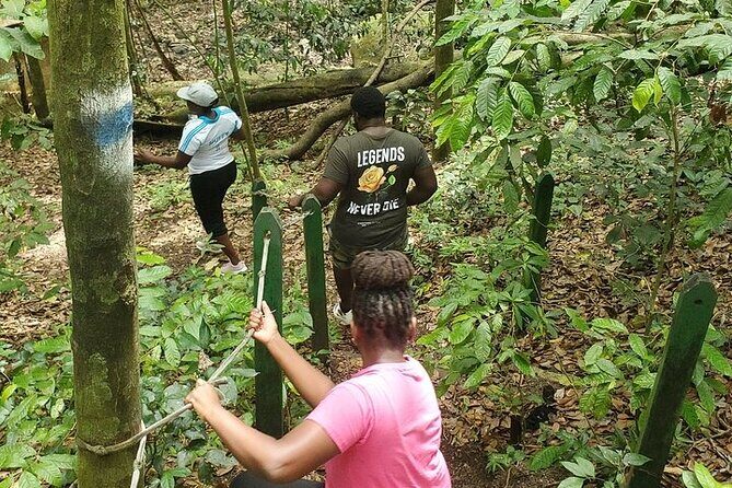 Ken's Panoramic Rainforest Tour - A Practical Overview of Ken’s Panoramic Rainforest Tour