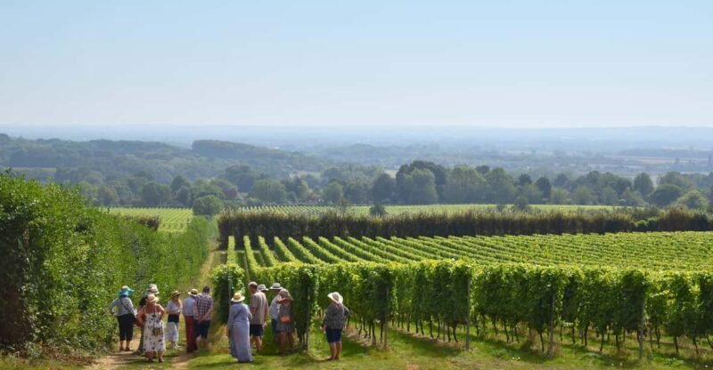 Kent: Yotes Court Vineyard Tour and Tasting - Guided Tour Experience