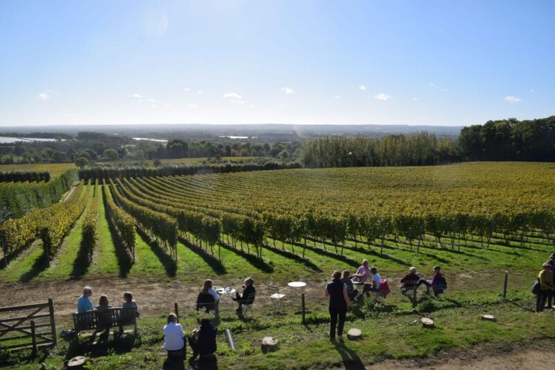 Kent: Yotes Court Vineyard Tour and Tasting - Grape Varieties and Vine Lifecycle