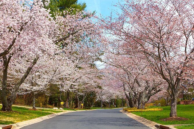 Kenwood Cherry Blossoms: Washington DC Half-Day Escape - Overview of the Experience