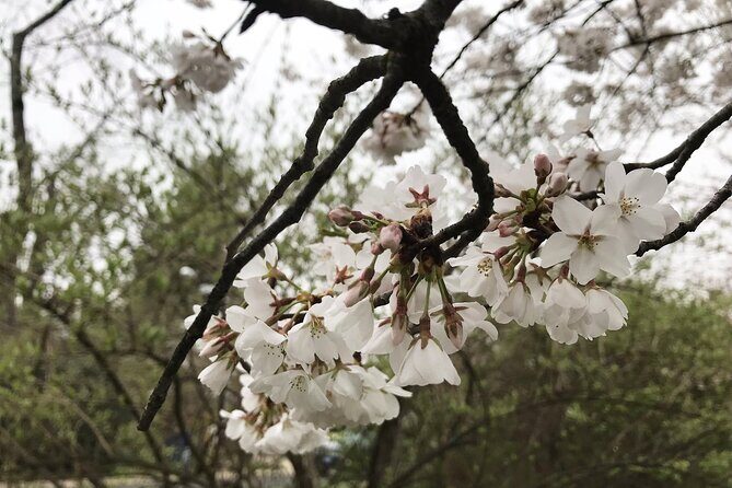 Kenwood Cherry Blossoms: Washington DC Half-Day Escape - Practical Aspects and Considerations