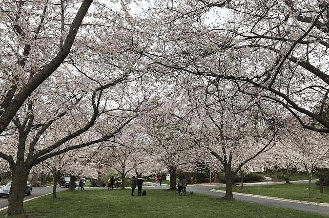 Kenwood Cherry Blossoms: Washington DC Half-Day Escape - How This Tour Compares to Other Cherry Blossom Experiences