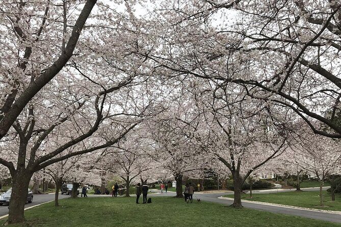 Kenwood Cherry Blossoms: Washington DC Half-Day Escape - The Sum Up