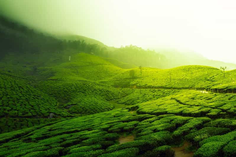 Kerala by Car & Driver: 9 Day Tour With Houseboat Stay - Good To Know